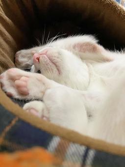 ハチワレ猫 ハチワレ猫 猫,ねこ,ペットの写真素材