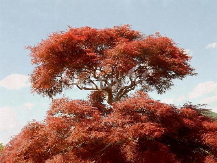 【風景写真】シダレモミジの新葉 モミジ,シダレモミジ,枝垂れもみじの写真素材