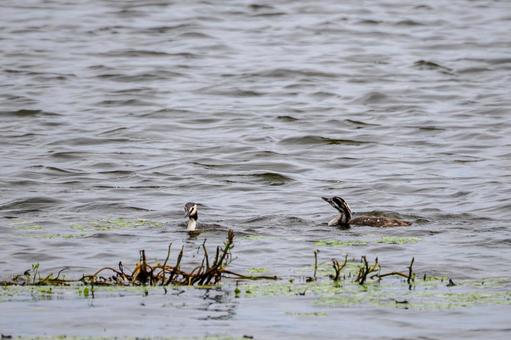 Photo, bird, great crested grebe, wild bird, 