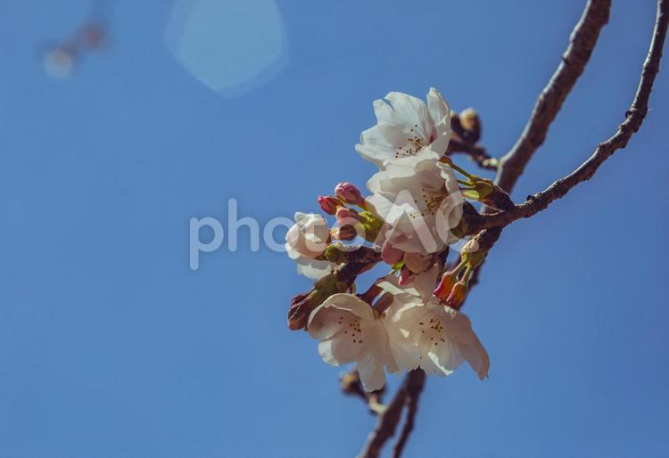ソメイヨシノ桜2ー57 ソメイヨシノ,桜,蕾の写真素材