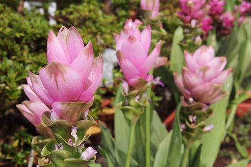 クルクマの写真