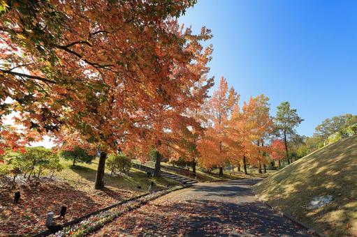 紅葉 紅葉の写真