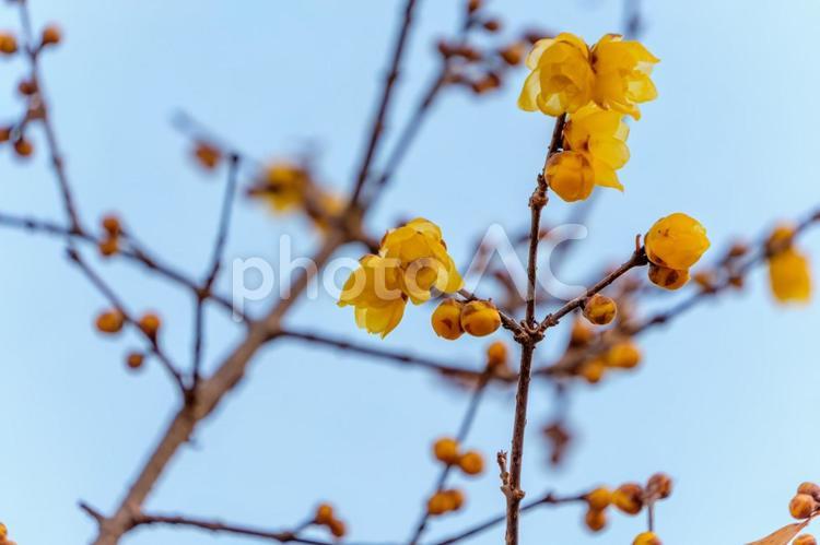 冬の青空に映える蝋梅 蝋梅,冬,花の写真素材