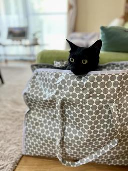 Photo, cat, tiny, a pet, 