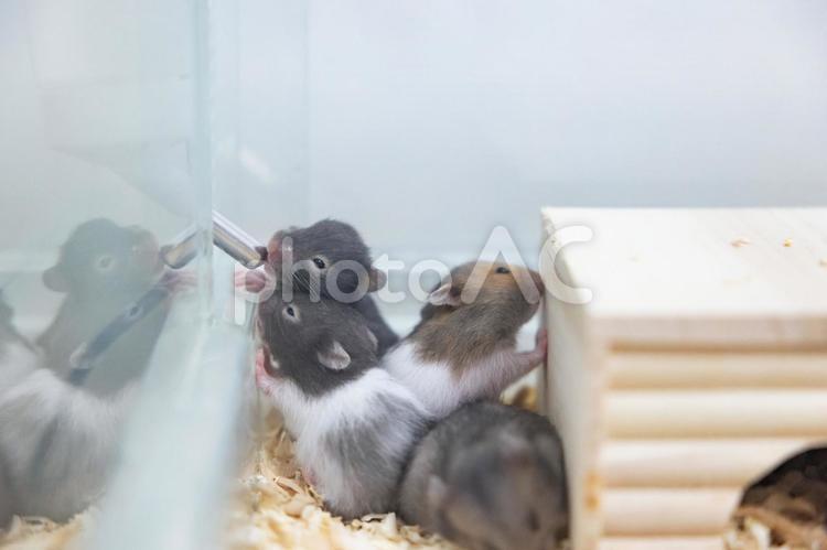 水を飲むゴールデンハムスターの赤ちゃん達 ハムスター,ゴールデンハムスター,動物の写真素材