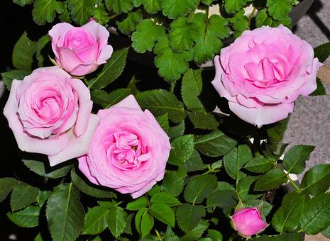 ピンクの花 ピンクの花の写真