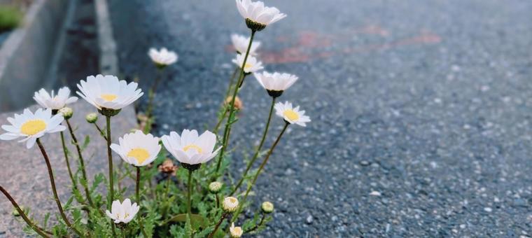 chamomile on the roadside, JPG