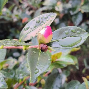 冬の訪れ さざんか,蕾,つぼみの写真素材