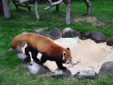 レッサーパンダ レッサーパンダの写真