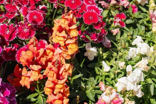 春色に咲き揃う金魚草とナデシコ 金魚草,撫子,花の写真素材