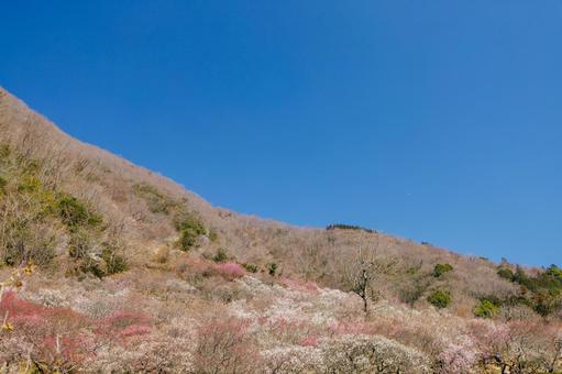 青空に映える満開の紅梅と白梅 梅,迎春,梅の花の写真素材