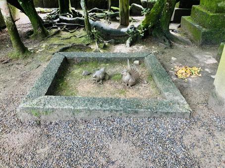 石上神宮 神鶏 石上神宮 神鶏の写真