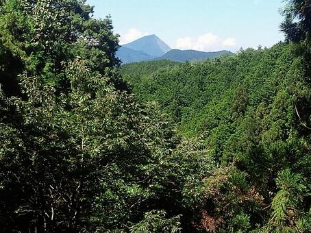 山を臨む木々 山を臨む木々の写真
