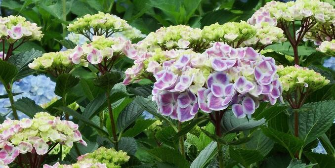 涼やかな紫陽花 涼やかな紫陽花の写真
