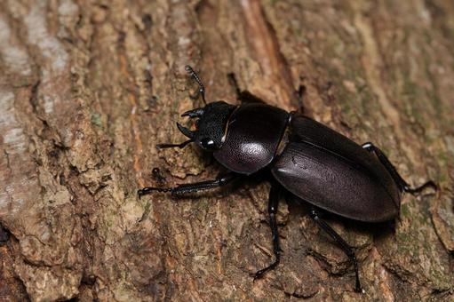 コクワガタ♀ コクワガタ♀の写真