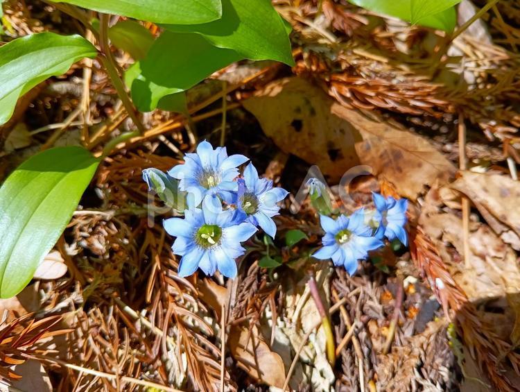 フデリンドウ　赤城自然園　群馬県渋川市 フデリンドウ,山野草,赤城自然園の写真素材