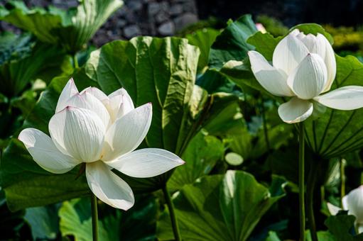 2輪の蓮の花 2輪の蓮の花 蓮の葉,蓮の花,大輪の写真素材