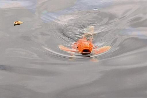 湖の色づき始めた初秋　鯉 鯉,湖面,初秋の写真素材