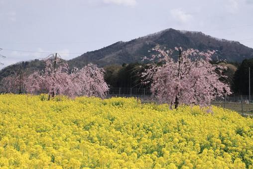 Cherry blossoms and rape blossoms, JPG