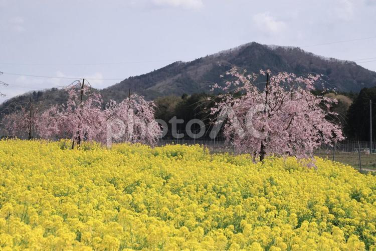 桜と菜の花 菜の花,桜,春の写真素材