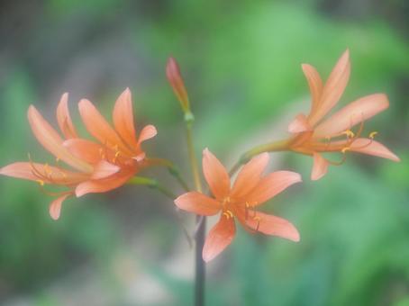 キツネノカミソリのアップ キツネノカミソリのアップの写真