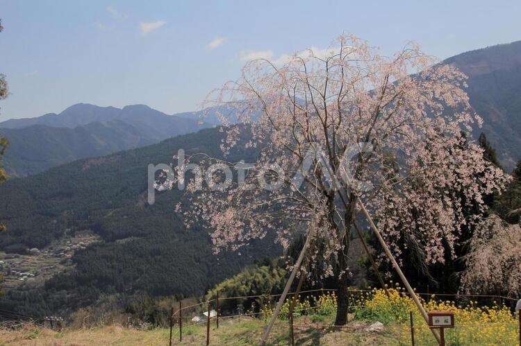 愛媛県久万高原町　西村大師堂のしだれ桜と菜の花 しだれ桜,西村大師堂,桜の写真素材