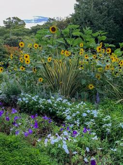 長久保緑化公園の花壇のひまわりと花々 長久保緑化公園の花壇のひまわりと花々 花,ひまわり,黄色の写真素材