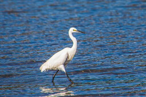 水面の中心に佇む白いサギ サギ,水鳥,水面の写真素材