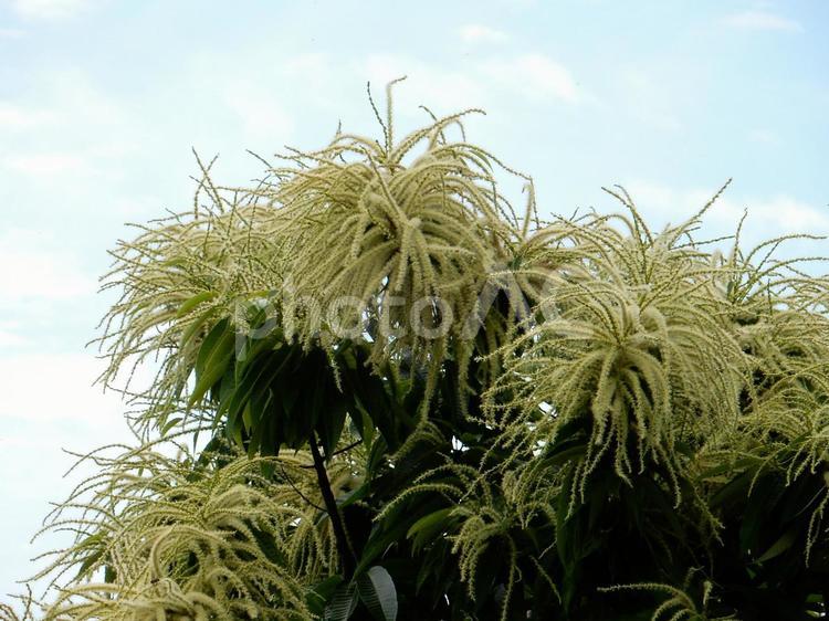 【植物写真】栗の花 クリ,栗,植物の写真素材