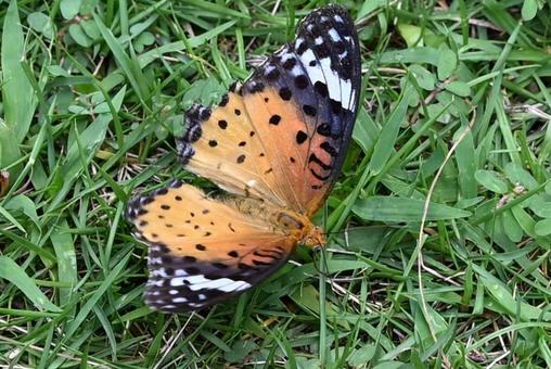 オレンジの蝶 オレンジの蝶 蝶,昆虫,虫の写真素材