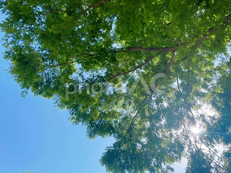 公園でのんびりお昼寝 風景,景色,背景の写真素材