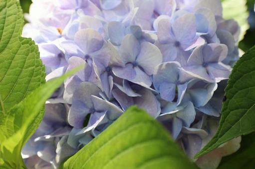 Photo, hydrangea, june, rainy season, 
