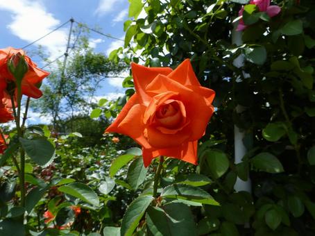 郊外のバラ園で開花した朱色のバラの花 郊外のバラ園で開花した朱色のバラの花 バラ,花,植物の写真素材