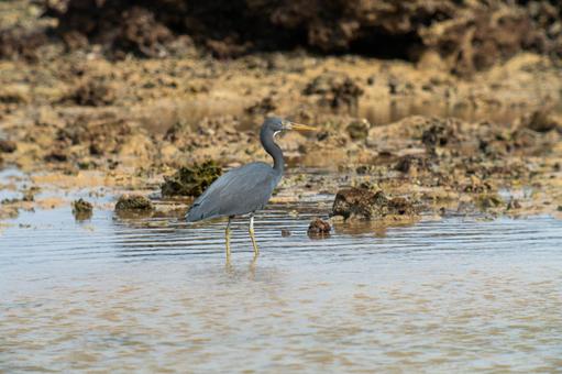 Photo, a heron, kurosagi, leucoplastic, 