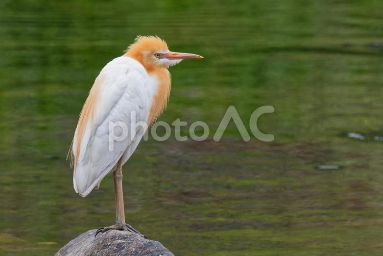 夏羽のアマサギ成鳥 アマサギ,亜麻鷺,夏羽の写真素材