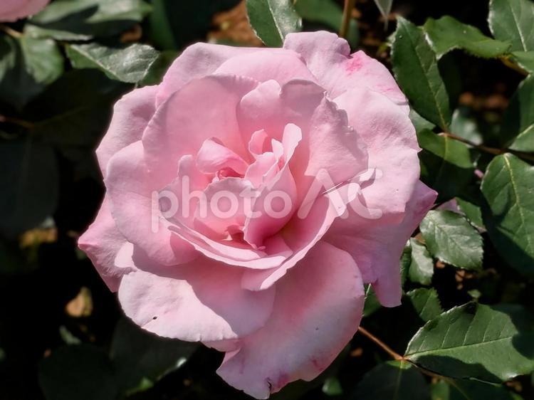 初夏の微笑み 野毛山公園,バラ,ハイブリッドティーローズの写真素材