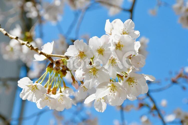 さくらの花､桜の花 ナチュラル,空,青空の写真素材
