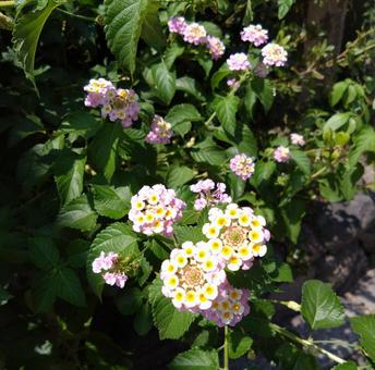 かわいいランタナの花 かわいいランタナの花 ランタナ,花,かわいいの写真素材
