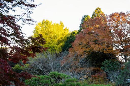 塩釜神社の秋景色⑾ 秋,紅葉,イチョウの写真素材