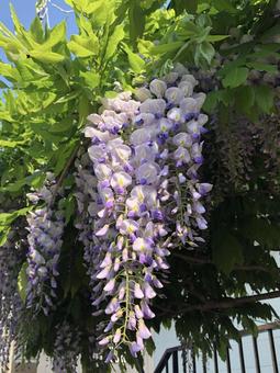 藤の花 花,藤,藤の花の写真素材