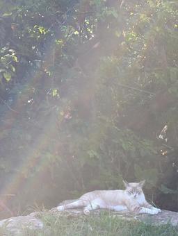 ひなたぼっこ ひなたぼっこの写真
