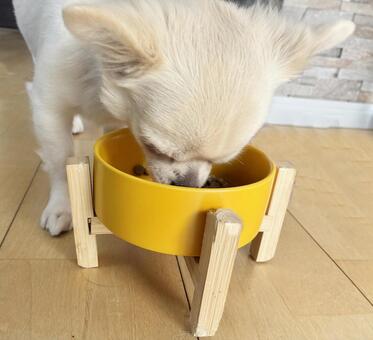 お皿に顔を入れて餌を食べるチワワ 犬,チワワ,白の写真素材