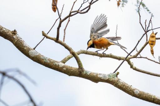 ヤマガラ(49) ヤマガラ(49) 野鳥,ヤマガラ,スズメ目の写真素材