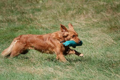 The Retrievers The Retrieversの写真