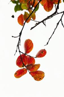 ヌマミズキの紅葉⑴ ヌマミズキの紅葉⑴の写真