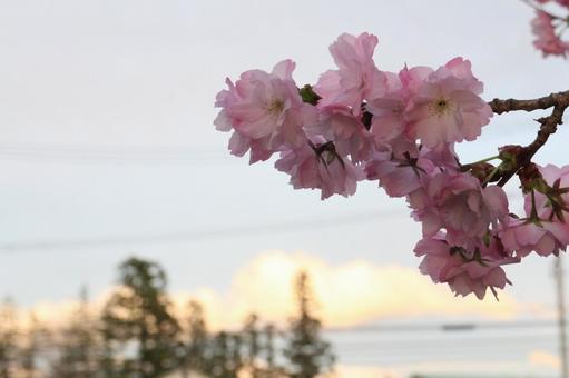 sunset flower 21 sunset flower 21の写真