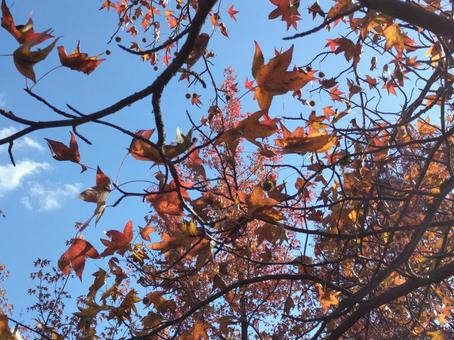 Photo, autumn leaves, sky, autumn sky, 