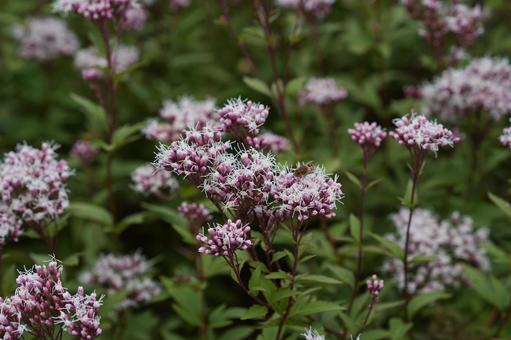 フジバカマ（藤袴） フジバカマ,藤袴,秋の花の写真素材