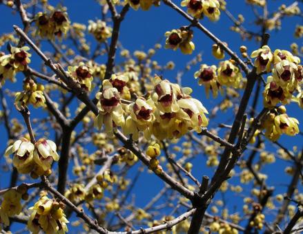 ロウバイ ロウバイ ロウバイ,蝋梅,カラウメの写真素材