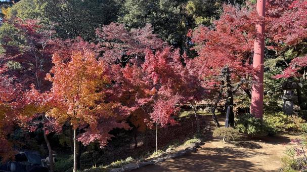 川越の紅葉3 川越の紅葉3の写真